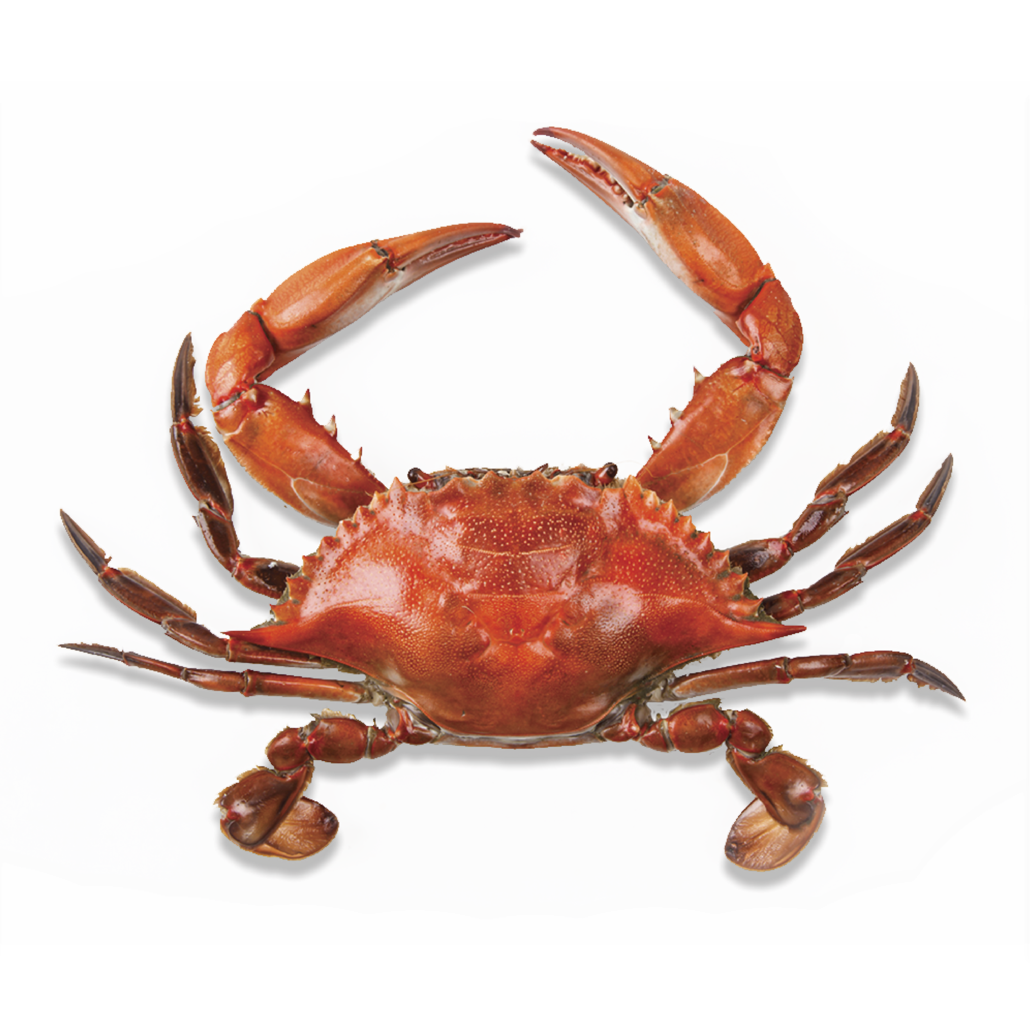 Crab PNG