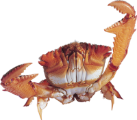 Crab PNG