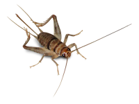 Grillo PNG
