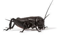 Cricket insect PNG