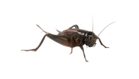 Grillo PNG