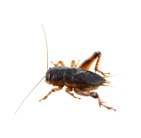 Cricket insect PNG
