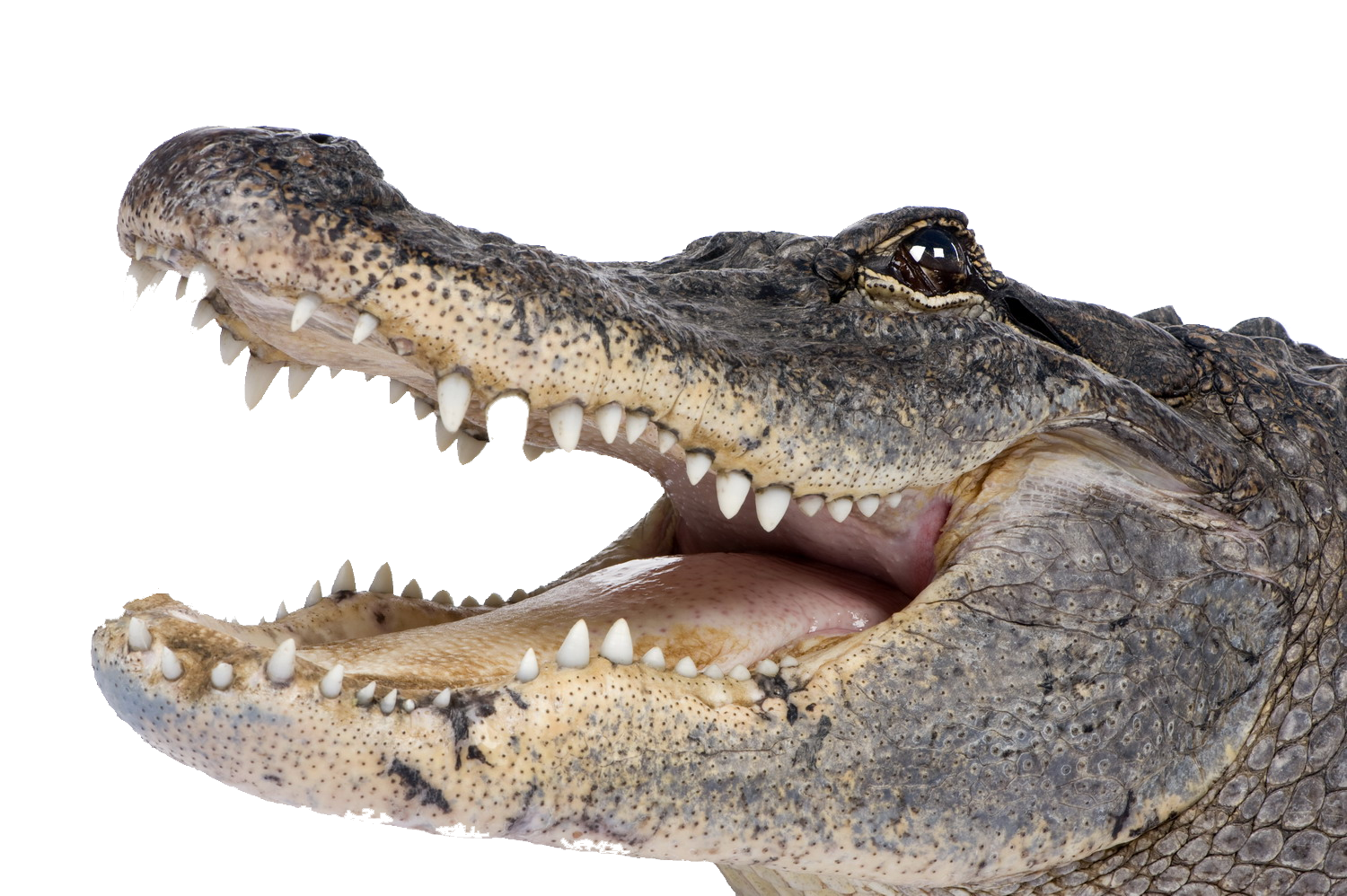 Crocodile PNG