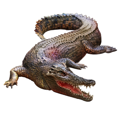 crocodile