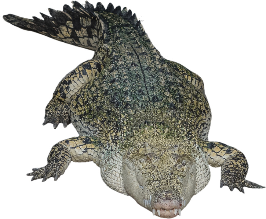 Cocodrilo PNG