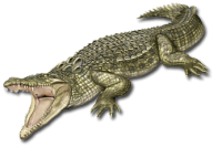 Crocodile PNG