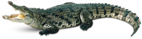 Крокодил PNG
