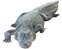 Крокодил PNG