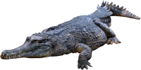 Crocodile, gator PNG