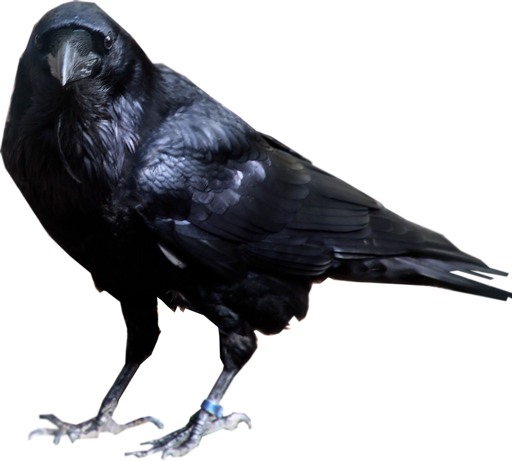 Crow PNG image transparent image download, size: 1630x1468px