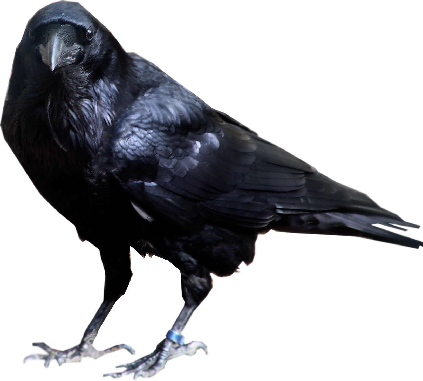 Crow PNG Image