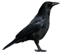 Crow PNG image