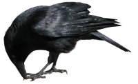 Crow PNG image