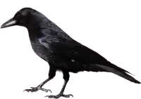 Ворона PNG фото