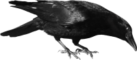 Ворона PNG фото