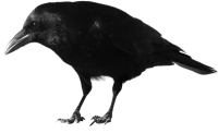Black crow PNG image