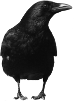 Cuervo PNG