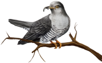 Cuckoo PNG