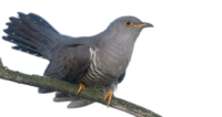 Cuckoo PNG