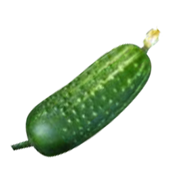 Cucumber with flower PNG