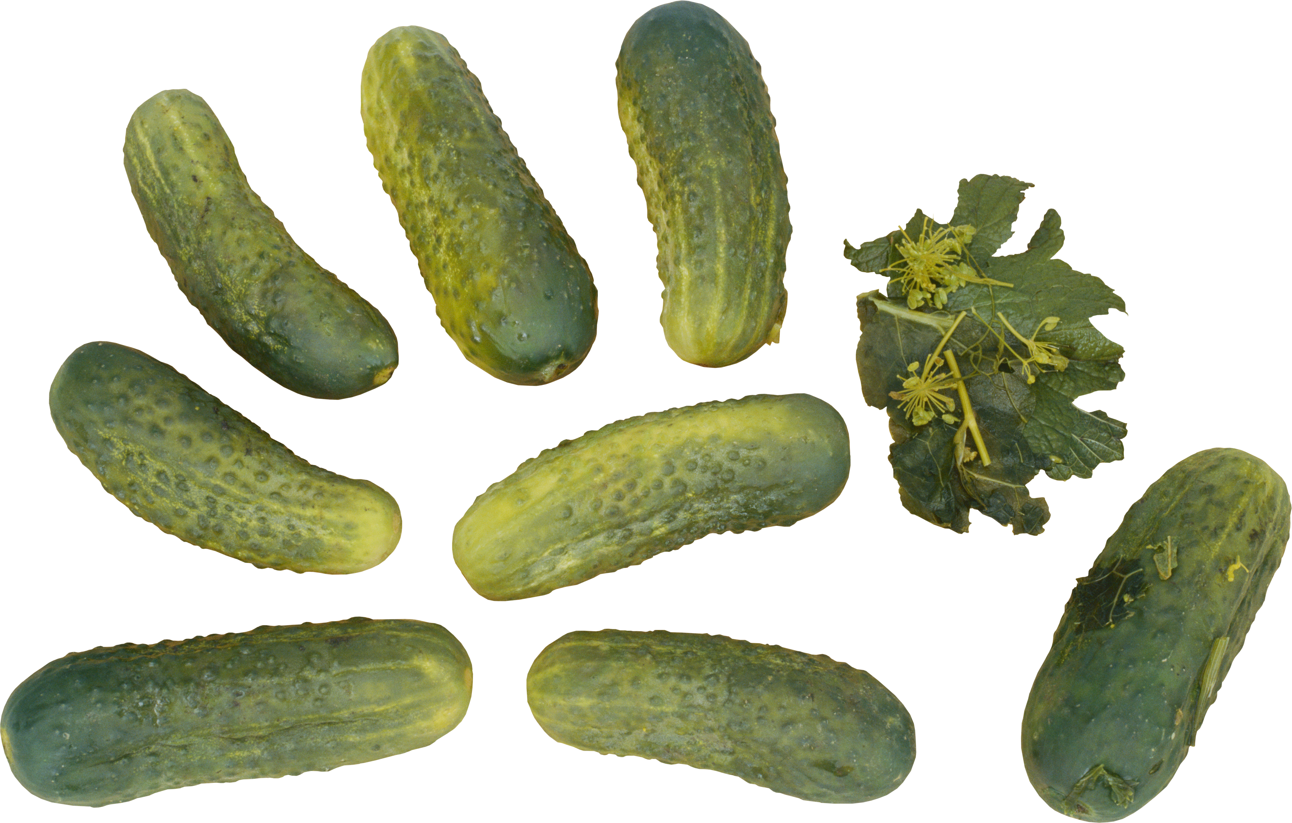 Many cucumbers PNG