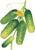 Cucumber on branch with leaves PNG