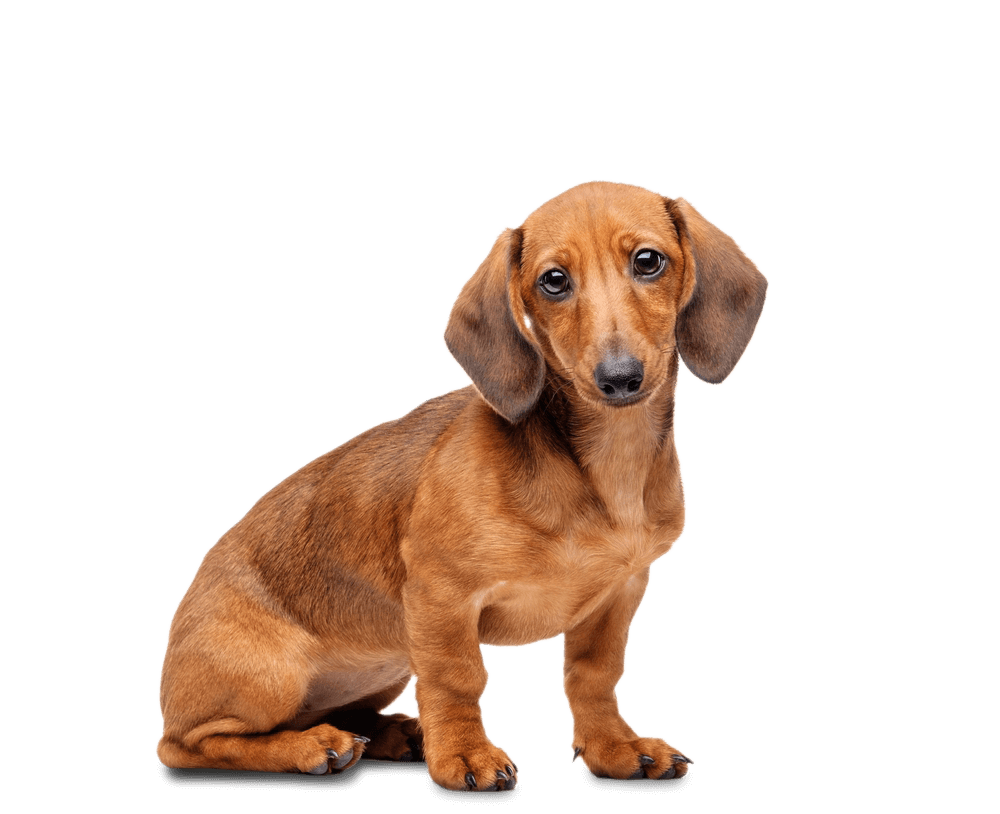 dachshund