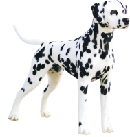 Dalmatian PNG dog image