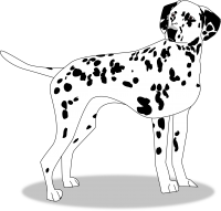 Dalmatian dog image PNG