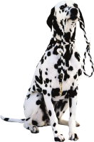 Dalmatian PNG