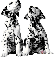 two dalmatian puppies PNG