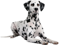 Dalmatian PNG dog 