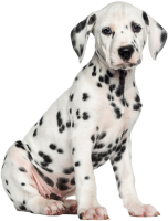Dalmatian puppy PNG