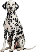 Dalmatian dog sitting PNG