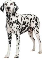 Dalmatian PNG dog