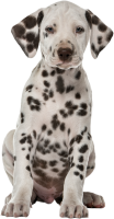 Dalmatian puppy sitting PNG