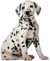 Dalmatian PNG puppy