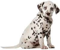 Dalmatian puppy PNG
