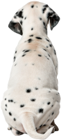Dalmatian puppy back PNG