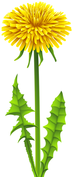 Dandelion PNG