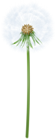 Dandelion PNG