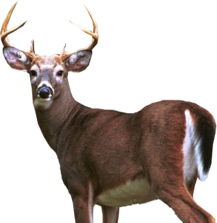 Deer PNG image Free Download