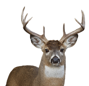 Deer PNG image File HD