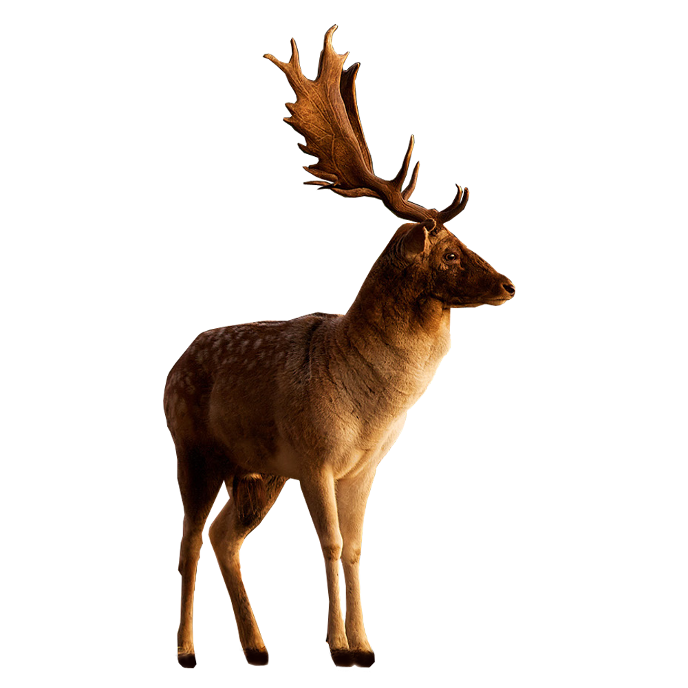 Deer PNG image Download Free