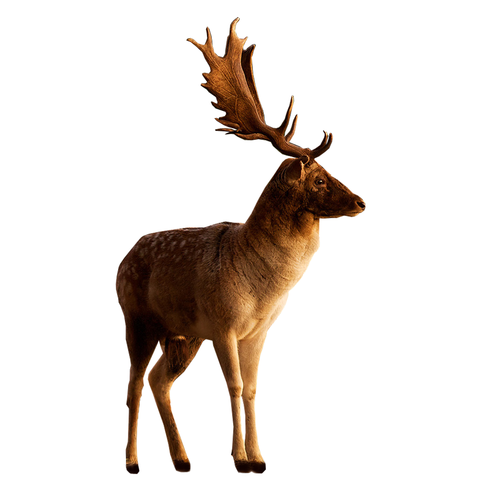 Deer PNG image transparent image download, size: 1000x1000px