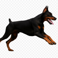 Dobermann dog PNG