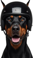 Dobermann dog PNG