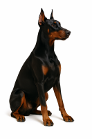 Dobermann dog PNG