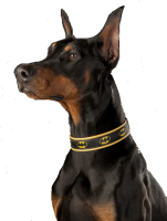 Dobermann dog PNG