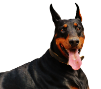Dobermann dog PNG